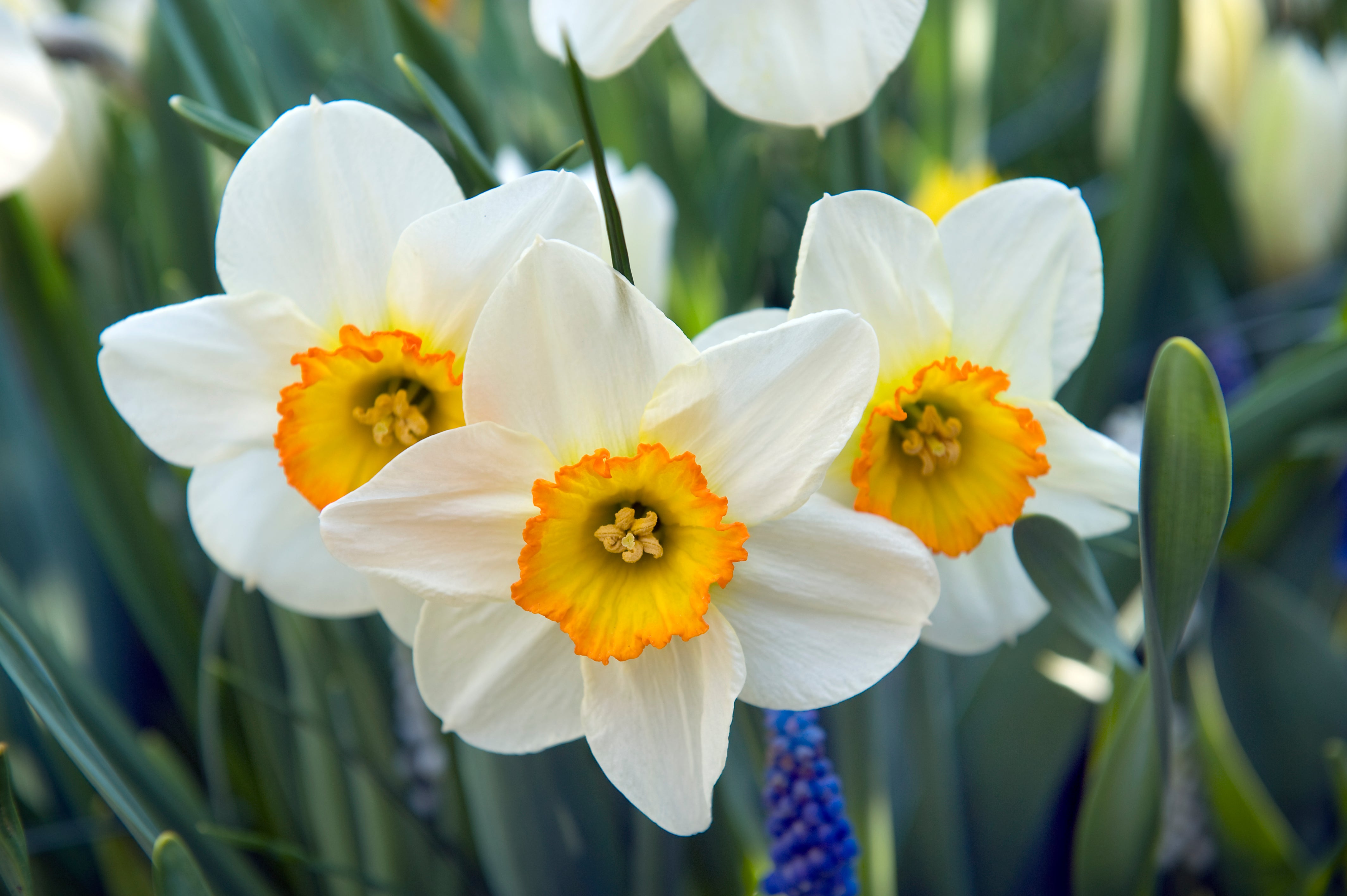 Paperwhite Bulbs - Indoor Narcissus, DutchGrown™