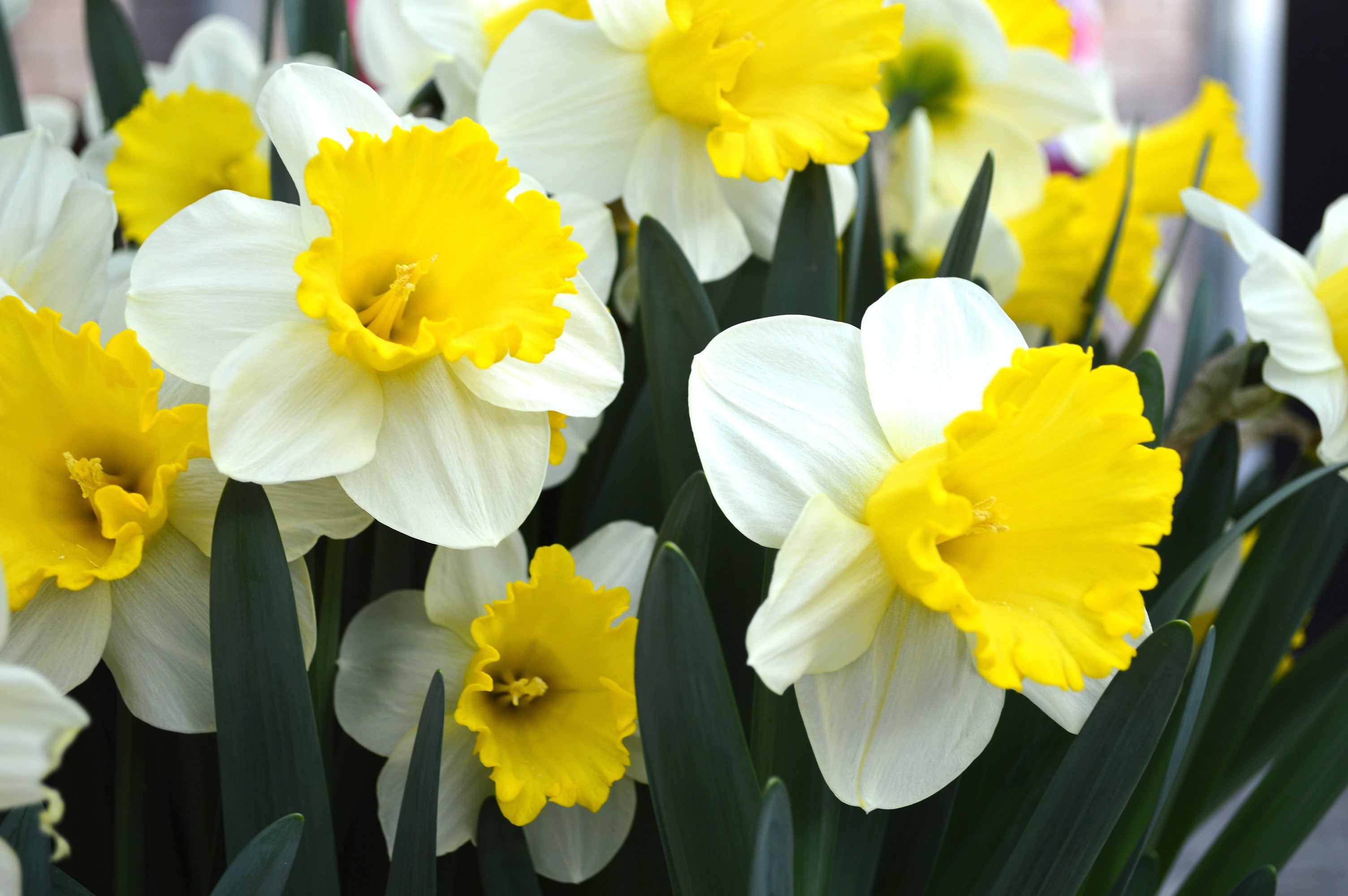 Daffodils from January to April - The Real Dirt Blog - ANR Blogs