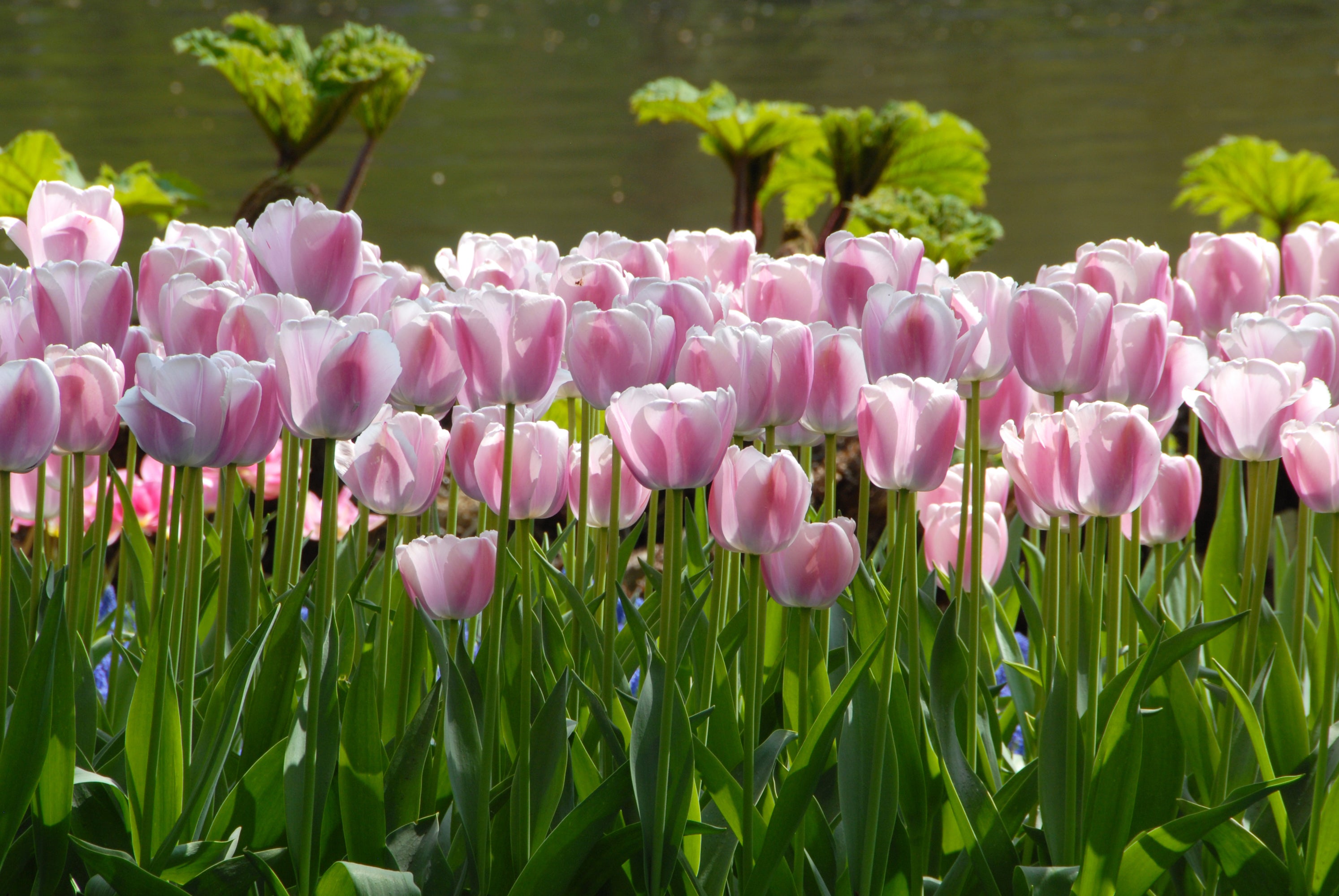 Dutch Darlings Tulip Mixture, Best Deal on Tulips