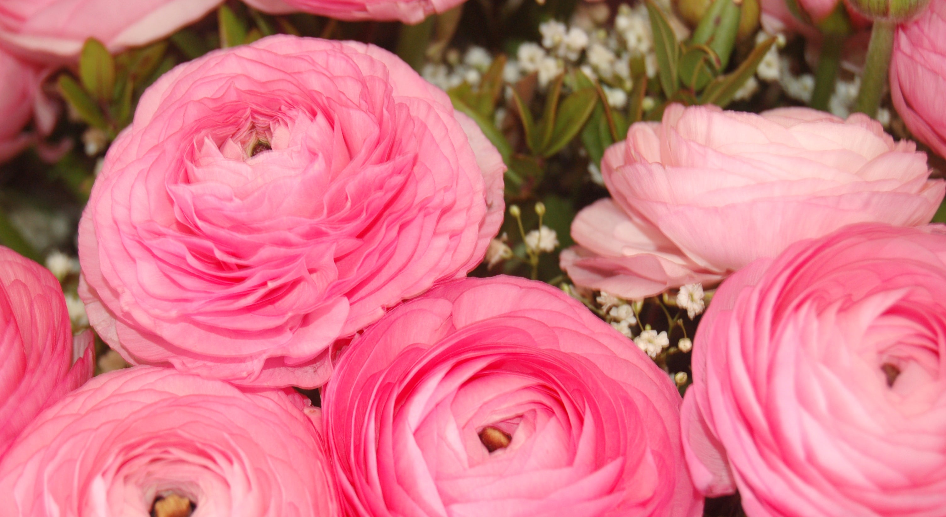 Growing Guide: How to Grow Italian Ranunculus