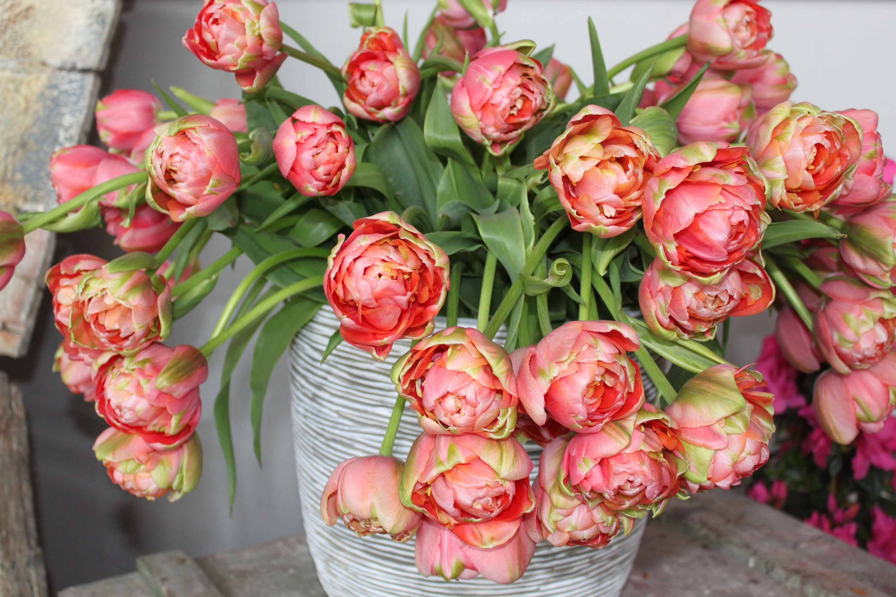 Tulip Rainbow Parrot  Order Your Exclusive Tulip Bulbs at DutchGrown