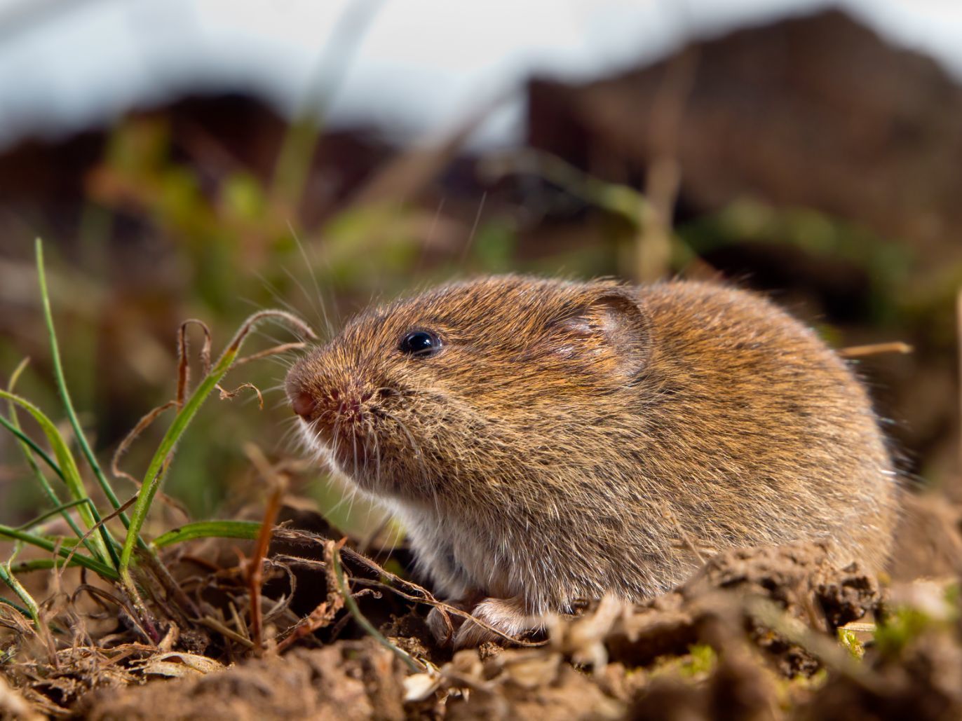 MOLE & VOLE TRAPS CLASSIC