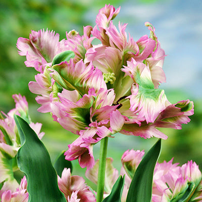 Green Tulip Bulbs for Sale DutchGrown