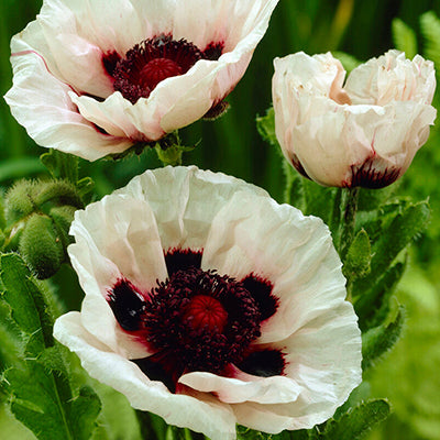 Papaver (Oriental Poppy) Brilliant - Moss Greenhouses