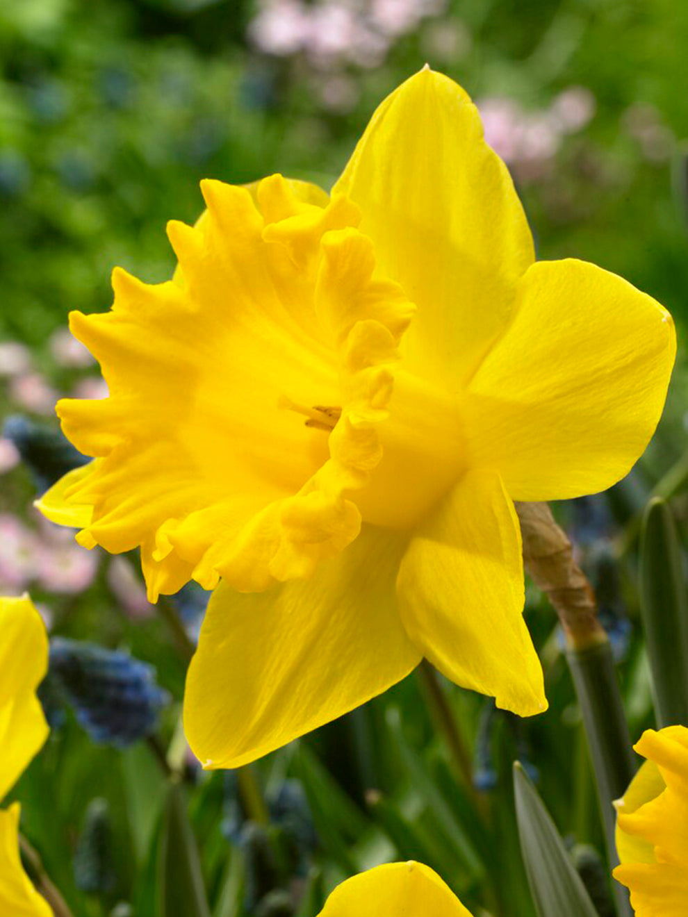Daffodil bulbs Dutch Master - large yellow daffodil! - Tulip Store