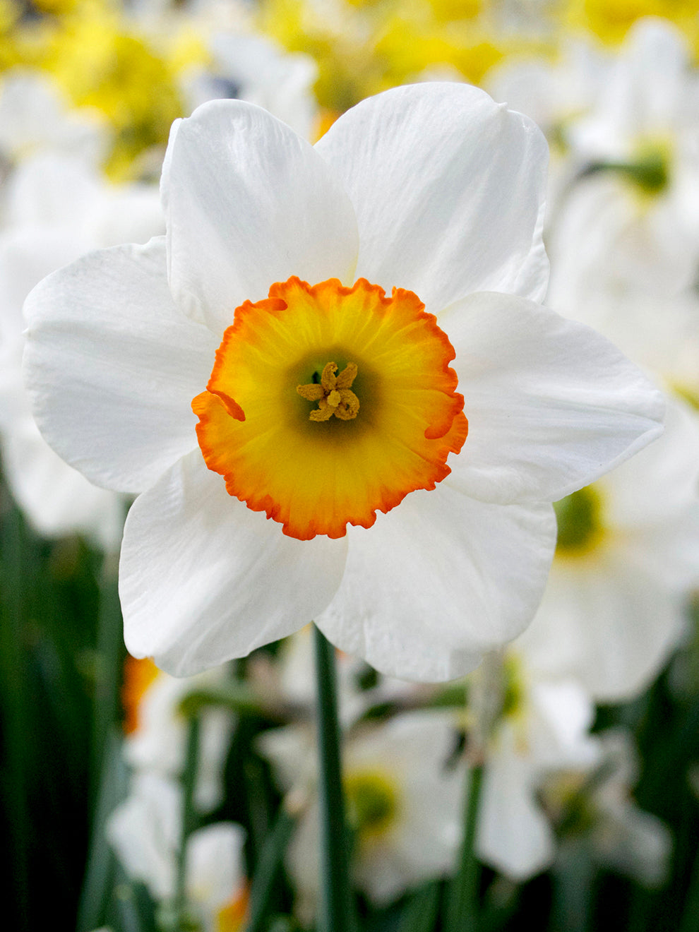 white daffodil flower