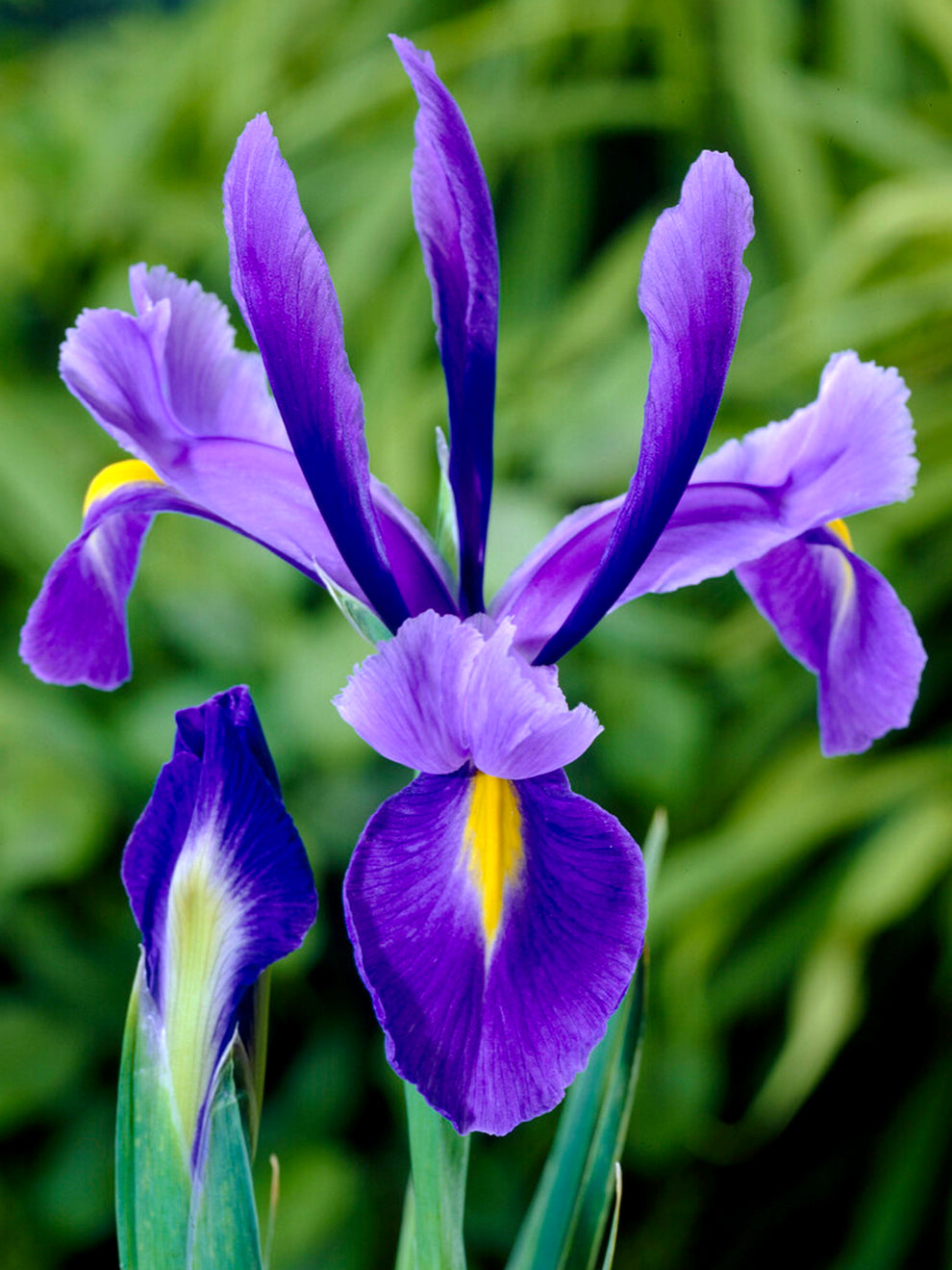 blue purple yellow