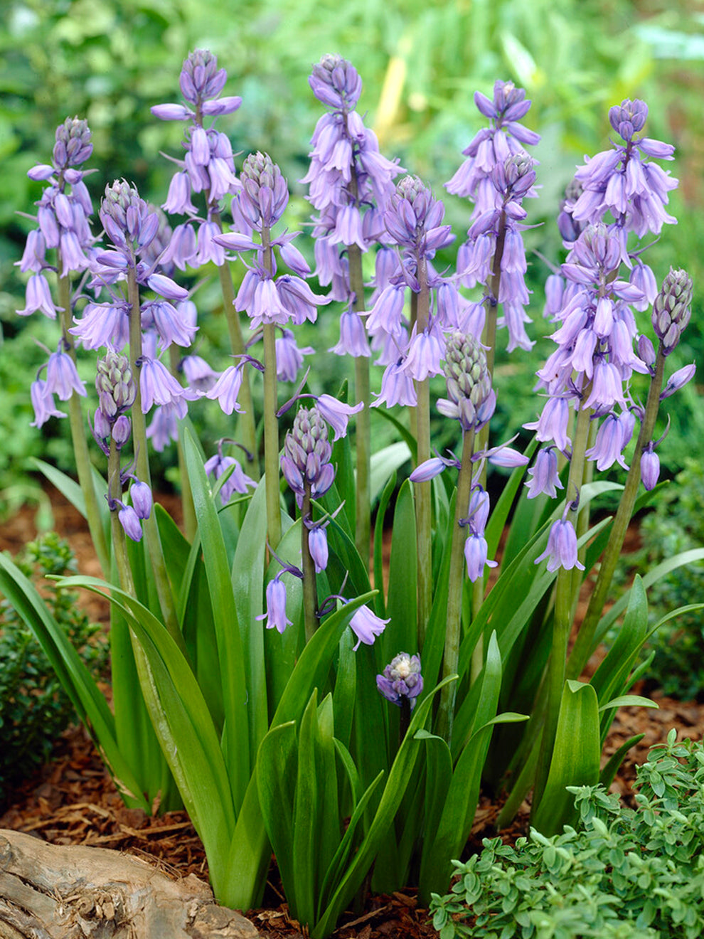 How to Grow Bluebells • Lovely Greens