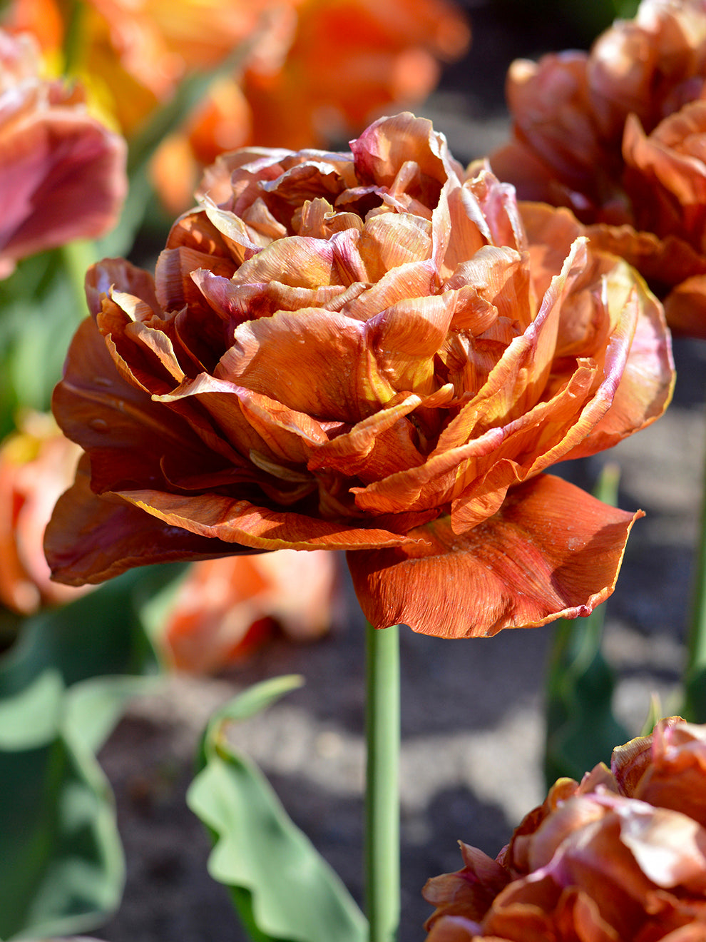 Gypsophila - Tinted Orange Bulk - Wholesale - Blooms By The Box