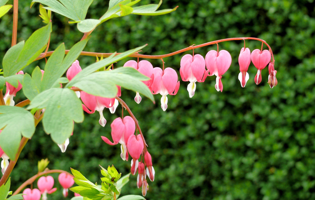 Bleeding Heart Growing Guides, Tips, And Information, 60% OFF