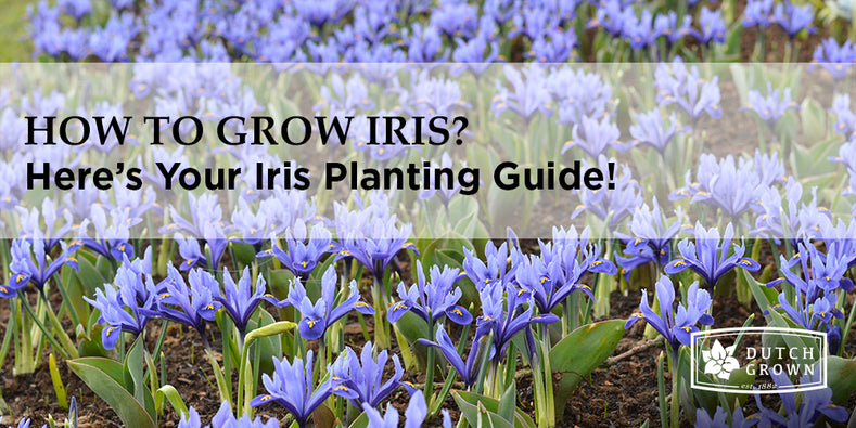 Irises: How to Plant, Grow, and Care for Iris Flowers