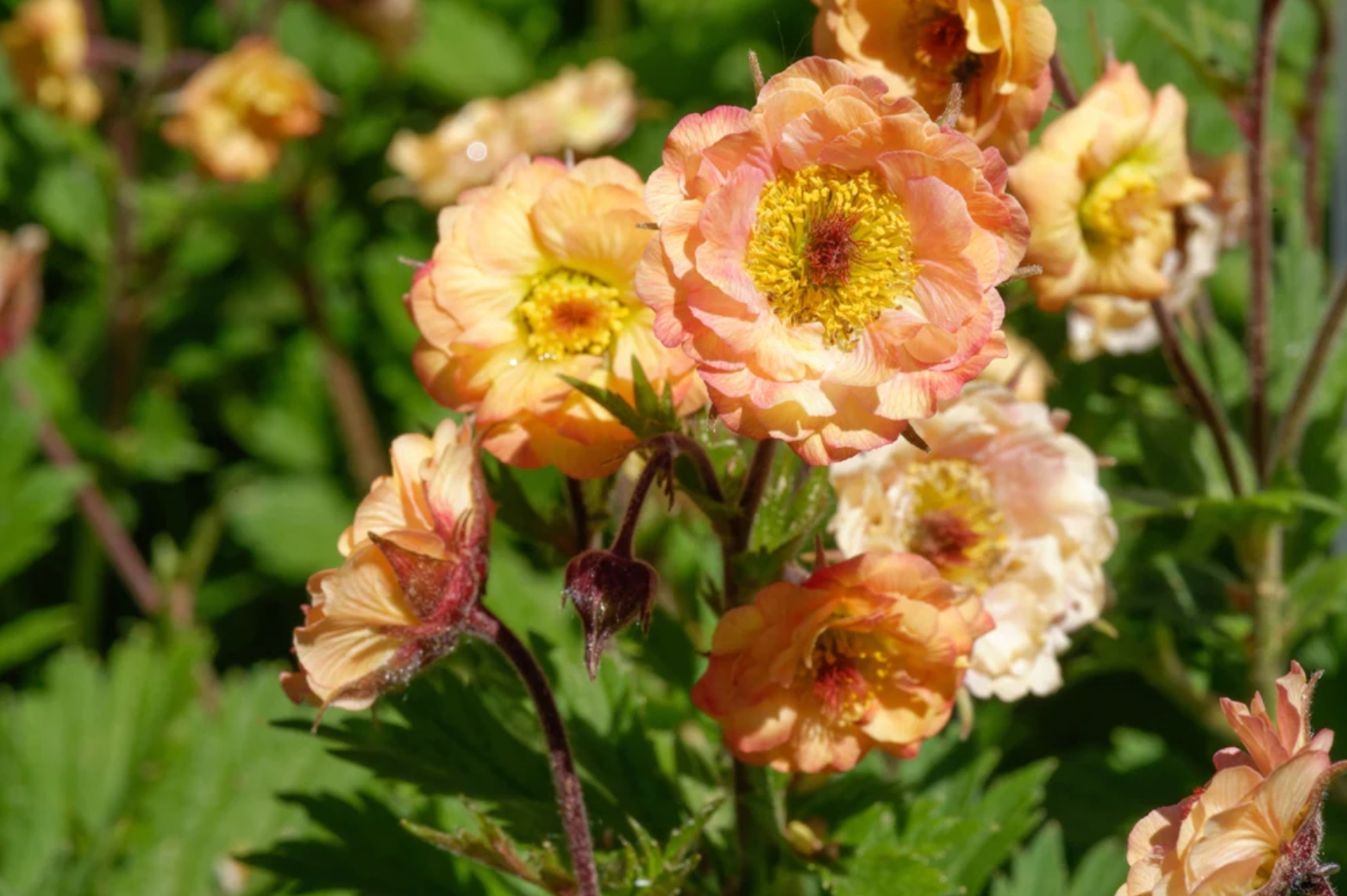 Growing Guide How To Grow Geum