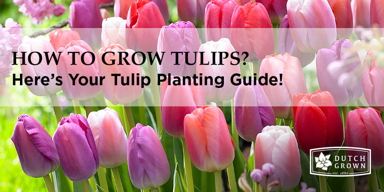 How To Grow Tulips? [Growing Guide]