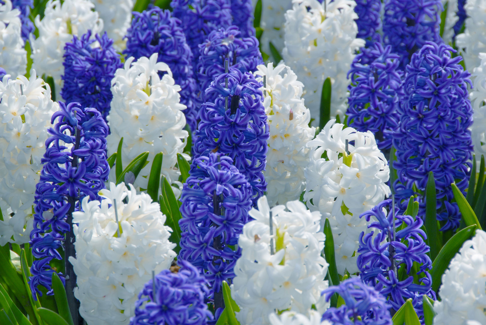 Are Hyacinths Annuals Or Perennials? - Dutchgrown