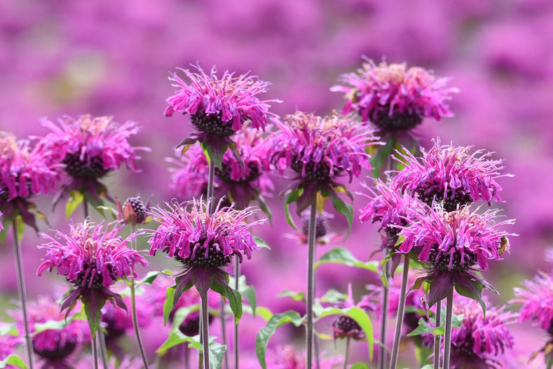 How To Grow The Bee Balm Plant [Growing Guide]