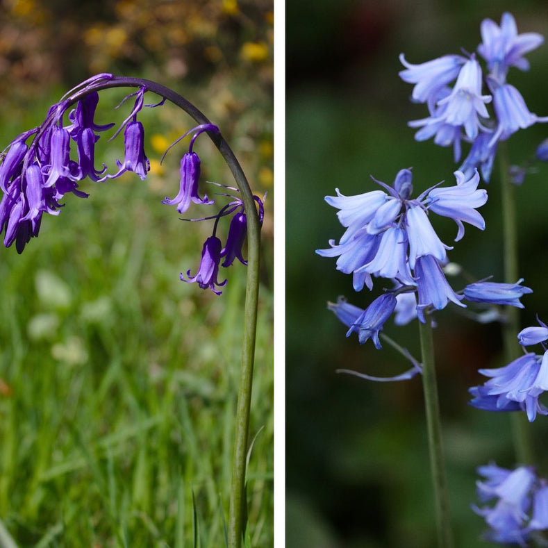 Spanish Bluebells vs. English Bluebells: The Difference