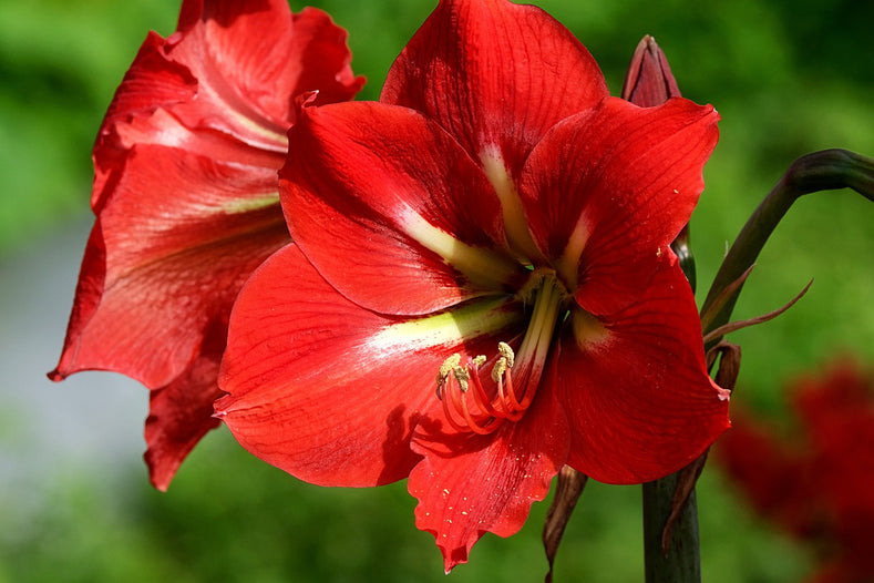 How To Care For Amaryllis?