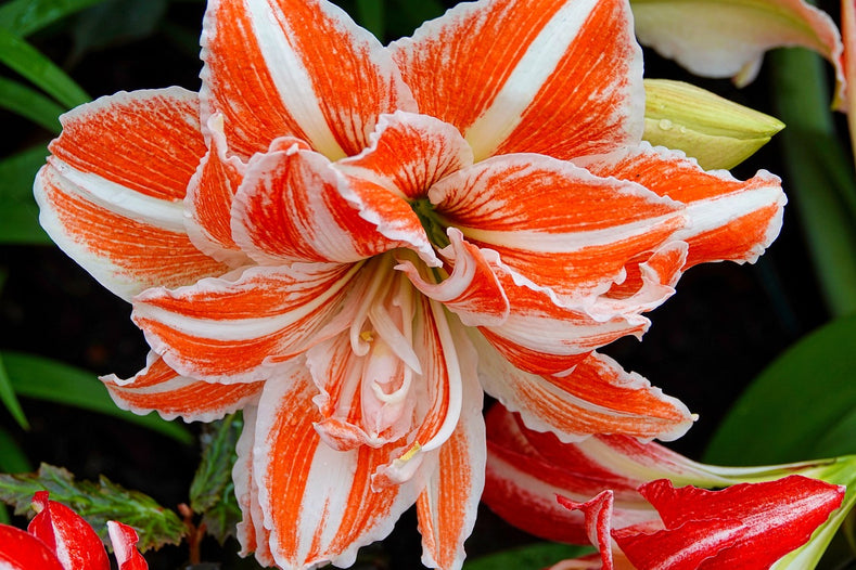 What Do You Do With Amaryllis Bulbs After They Bloom?