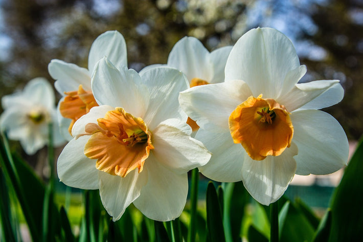 How To Get A Daffodil Spring Garden - DutchGrown