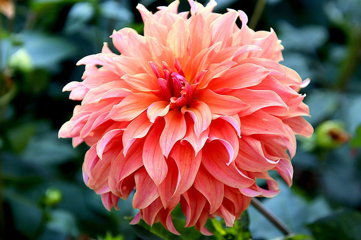 Dahlia Season: When Do They Bloom?