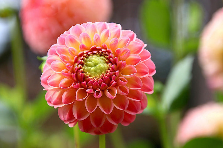 Dividing Dahlia Tubers