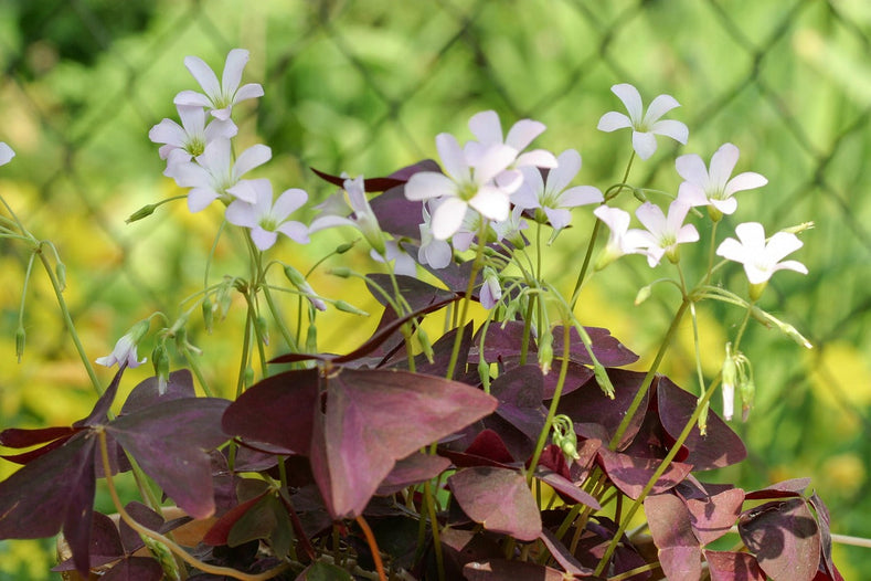 How To Grow and Care for Oxalis