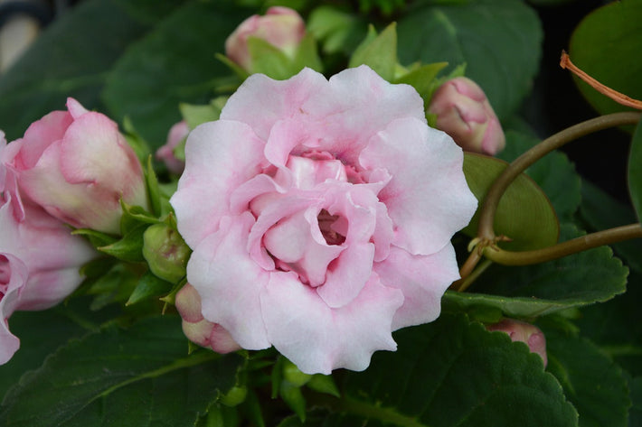 How to Grow and Care for Incarvillea (Hardy Gloxinia)