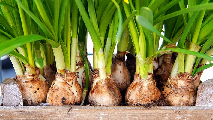 How To Store Tulip Bulbs Before And After Planting