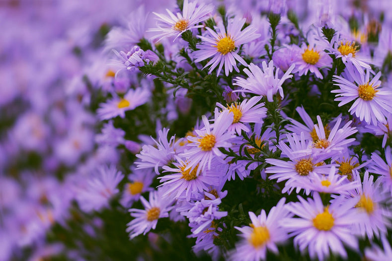 25 Popular Types Of Flowers For Your Garden