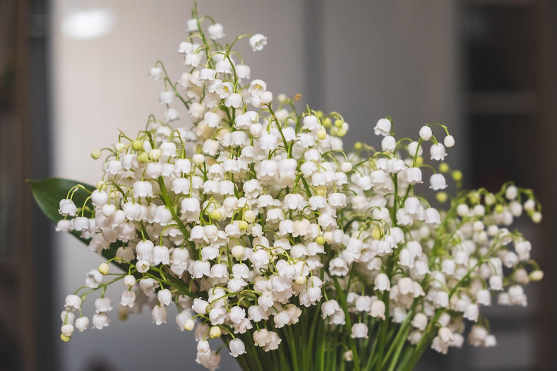 How to Plant and Care for Convallaria (Lily of the Valley)