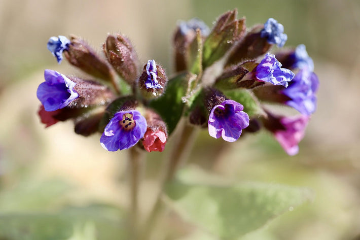 How To Grow Lungwort (Pulmonaria)