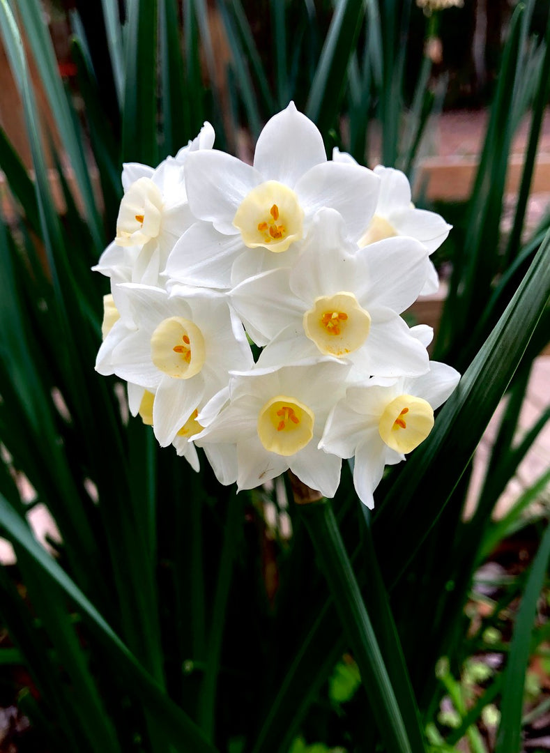 What To Do With Paperwhites After They Bloom