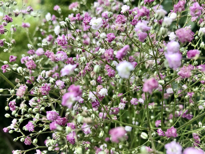 All You Need To Know About Baby’s Breath