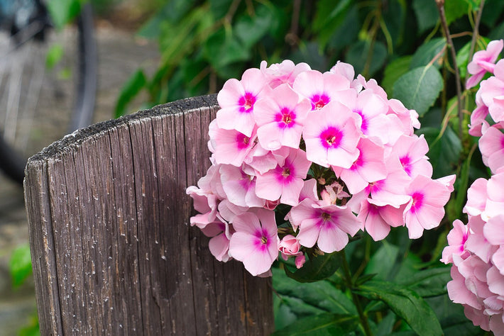 20 Perennial Flowers That Bloom From Spring To Fall