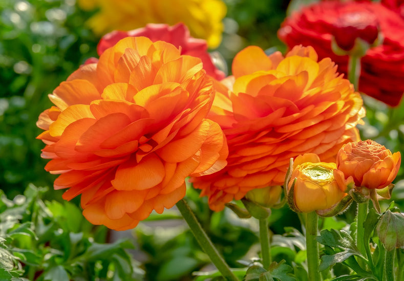 Growing Guide: How to Plant Ranunculus Bulbs in the Fall