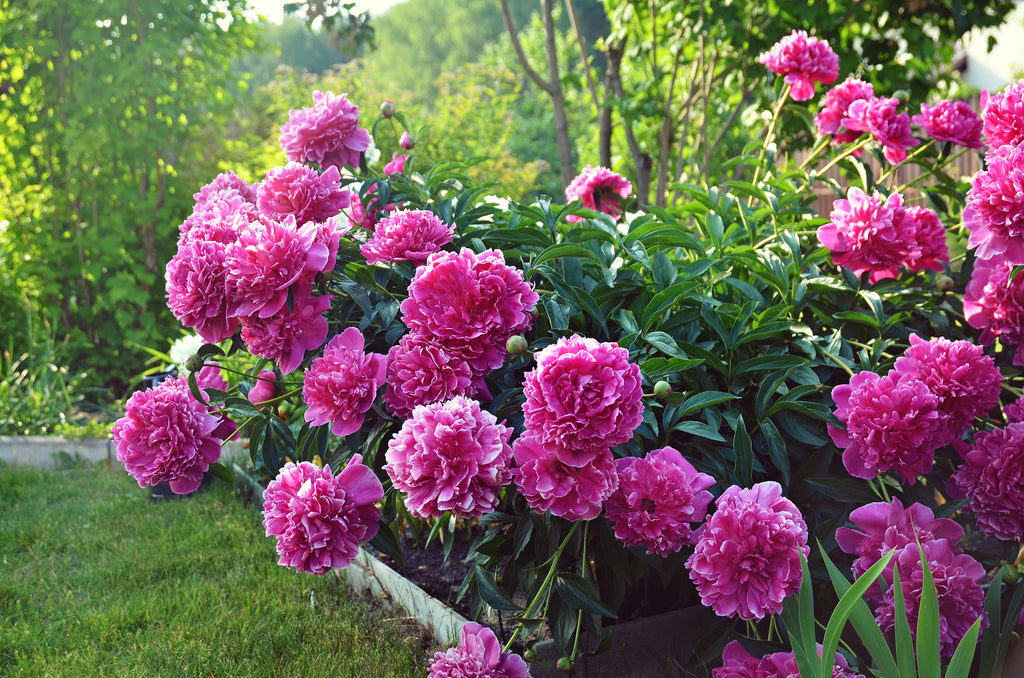 Growing Guides: How to Grow Peonies