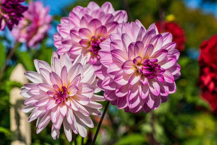 How To Grow Dahlia Tubers