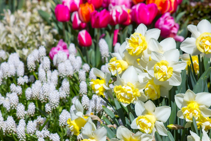 The 10 Best Spring Flowering Bulbs