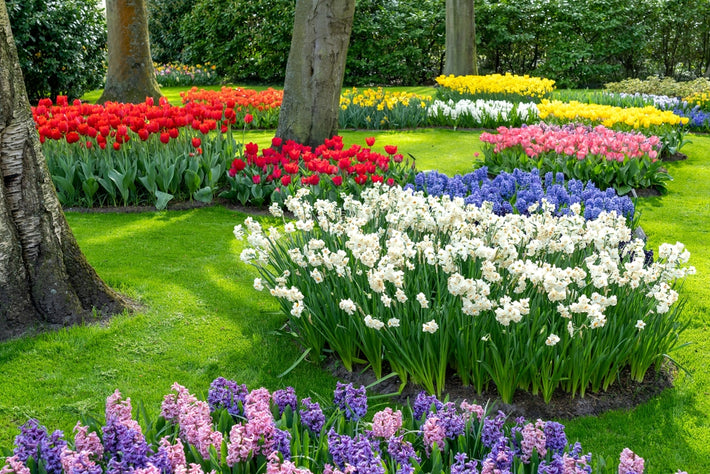 Naturalizing Bulbs: What Does It Mean