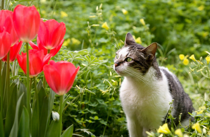 Are Tulips Toxic To Cats And Dogs