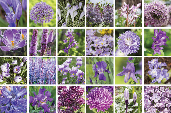 16 Types Of Blue Flowers For Your Garden