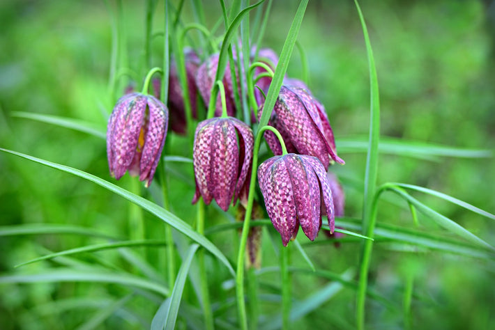 15 Fun Facts About Fritillaries - DutchGrown