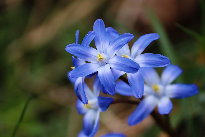 All About Chionodoxa (Glory Of The Snow) - DutchGrown