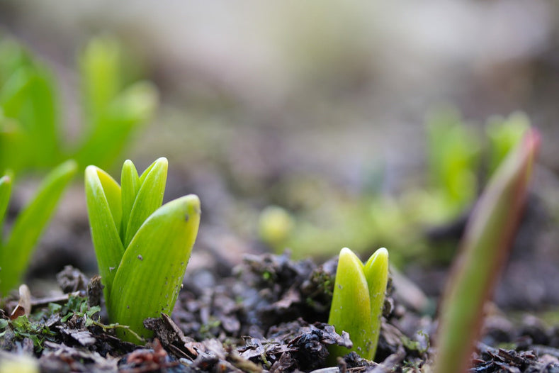 How To Plant Flowers For Beginners