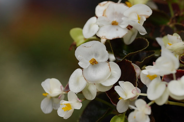 How And When To Plant Begonia Tubers?