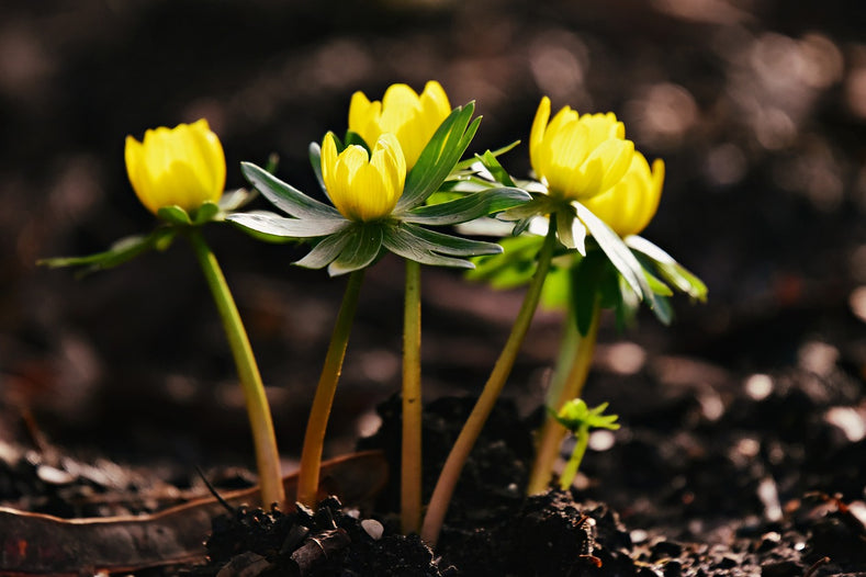 Everything You Need To Know About Winter Aconites (Eranthis Hyemalis)