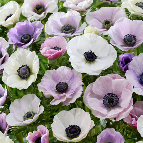 Anemones