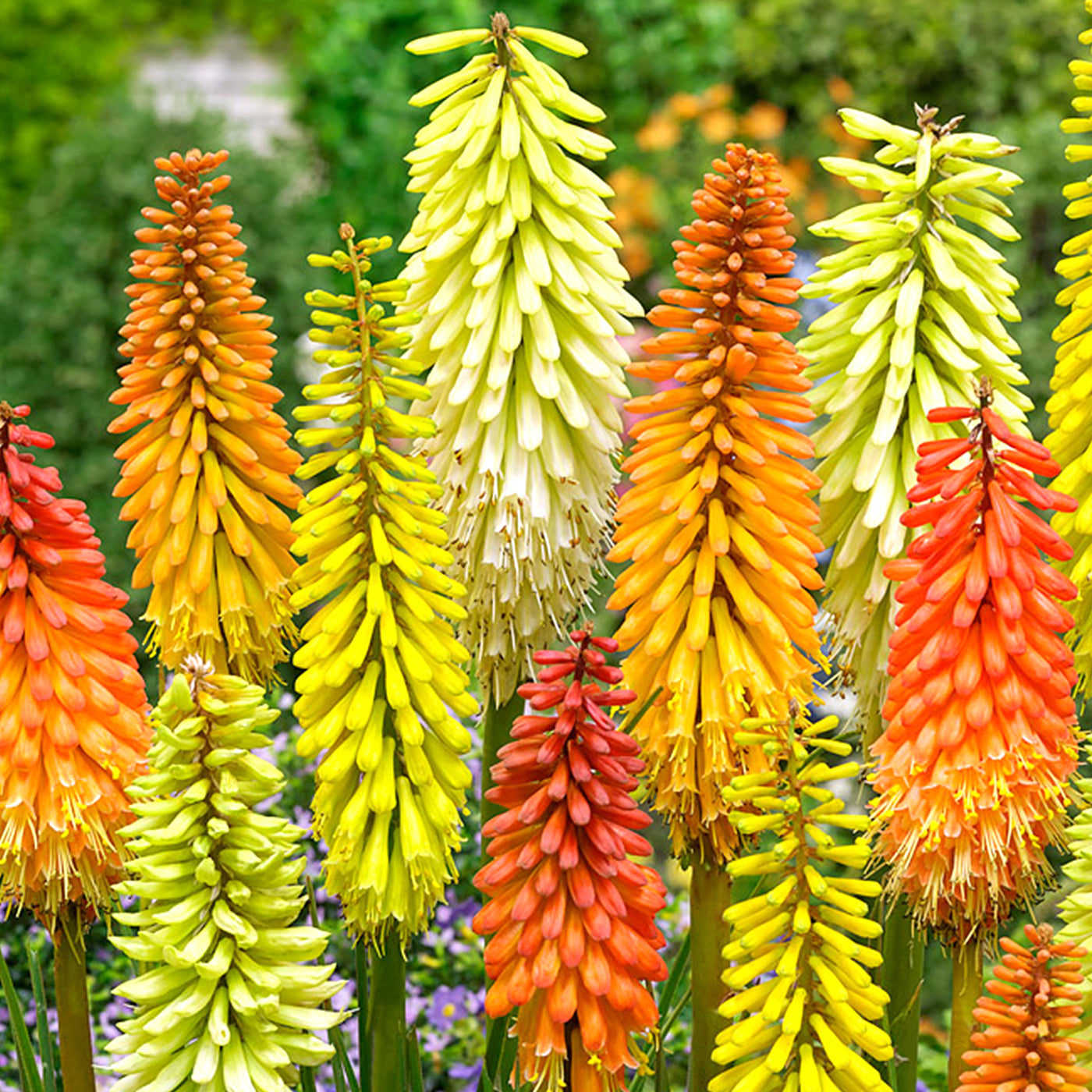 Red Hot Poker - Bareroot Plants Kniphofia | DutchGrown™