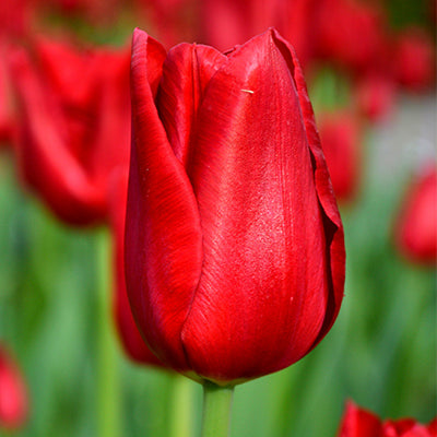 Red Tulip Bulbs For Sale | DutchGrown®