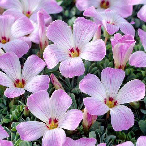 Oxalis (Shamrock)